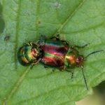 Hennepnetelgoudhaantjes - Chrysolina fastuosa