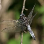 Gewone Oeverlibel - Orthetrum cancellatum -man