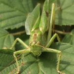 Grote Groene Sabelsprinkhaan -Tettigonia viridissima