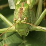 Grote Groene Sabelsprinkhaan -Tettigonia viridissima