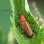 Kleine Rode Weekschildkever -Rhagonycha fulva