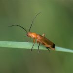 Kleine Rode Weekschildkever -Rhagonycha fulva