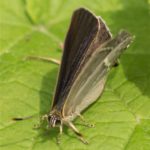 Lycaenidae - Eikenpage - Favonius quercus