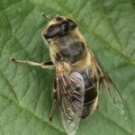 Blinde Bij - Eristalis tenax