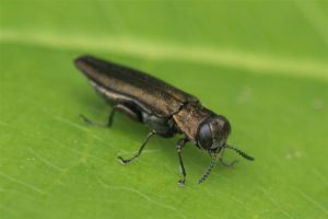 Prachtkever - Agrilus convexicollis