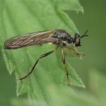 Roofvlieg Gewone Bladjager - Dioctria hyalipennis