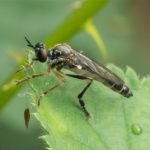 Roofvlieg Gewone Bladjager - Dioctria hyalipennis