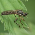 Roofvlieg Gewone Bladjager - Dioctria hyalipennis