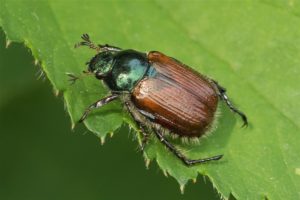 Rozenkever,Johanneskever of Tuinkever - Phyllopertha horticola