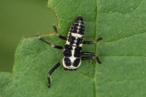 Veertienstippelig Lieveheersbeestje - larve - Propylea quatuordecimpunctata