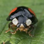 Viervlekkig Aziatisch lieveheersbeestje - Harmonia axyridis f. spectabilis.- Exochomus quadripustulatus