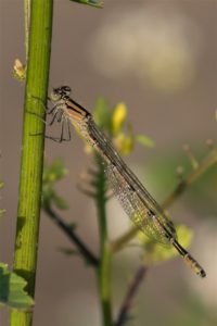 Watersnuffel - Enallagma cyathigerum - man - niet uitgekleurd