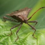 Zuringswants of Fuweelbruine Randwants - Coreus marginatus