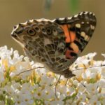 Distelvlinder - Vanessa cardui