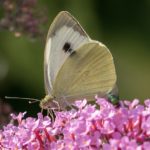 Groot Koolwitje - Pieris brassicae