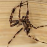 Kruisspin - Araneus diadematus