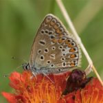 Icarusblauwtje - Polyommatus icarus