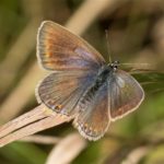 Icarusblauwtje - Polyommatus icarus