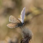 Icarusblauwtje - Polyommatus icarus