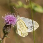 Klein Geaderd Witje - Pieris napi