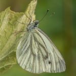 Klein Geaderd Witje - Pieris napi