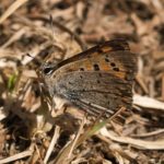 Kleine Vuurvlinder - Lycaena phlaeas