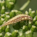 Larve Groene Gaasvlieg -Chrysoperla carnea