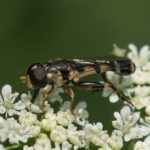 Menuetzweefvlieg - Syritta pipiens