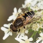 Puntbijvlieg Eristalis nemorum