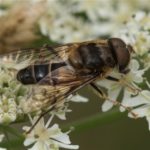 Zweefvlieg - Kegelbijvlieg - Eristalis pertinax