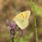 Oranje Luzernevlinder Colias croceus