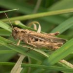 Ratelaar - Glyptobothrus biguttulus