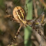 Tijgerspin - Argiope bruennichi