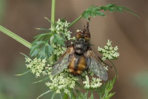 Woeste sluipvlieg - Tachina fera