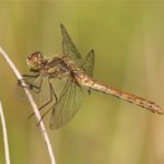 Bruinrode Heidelibel -Sympetrum striolatum