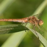 Bruinrode Heidelibel -Sympetrum striolatum