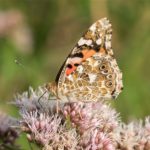 Distelvlinder - Vanessa cardui