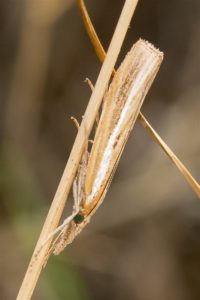 Variabele Grasmot - Agriphila tristella