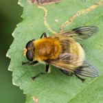 Gele Fophommel - Sericomyia superbiens