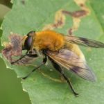 Gele Fophommel - Sericomyia superbiens