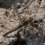 Gewone Oeverlibel -Orthetrum cancellatum