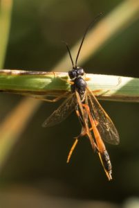 Sluipwesp onbekend Ichneumonidae indet.