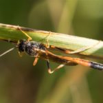 Sluipwesp onbekend Ichneumonidae indet.