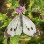 Groot Koolwitje - Pieris brassicae