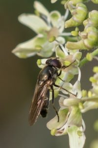 Vetplantgitje - Cheilosia semifasciata