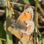 Hooibeestje -Coenonympha pamphilus