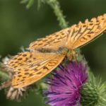 Keizersmantel -Argynnis paphia