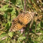 Keizersmantel -Argynnis paphia