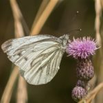 Klein Geaderd Witje - Pieris napi