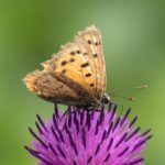 Kleine Vuurvlinder - Lycaena phlaeas